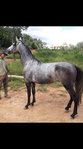 Cavalo mangalarga marchador