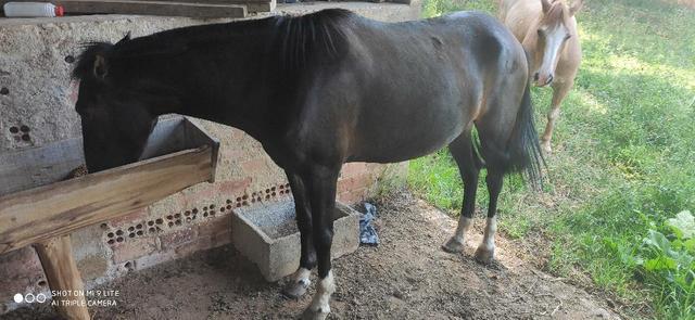 Cavalo p criança. Mais manso impossível