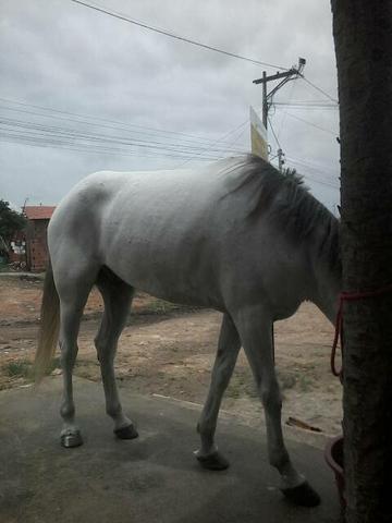 Cavalo quarto de milha machador