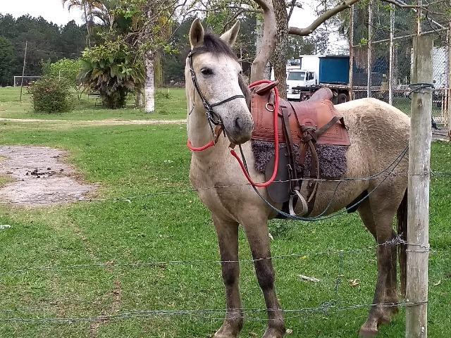 Cavalo vendo ou troco