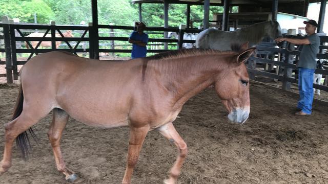 Cavalos Manga Larga Machador Burros e Mulas