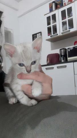Doa se gatinha