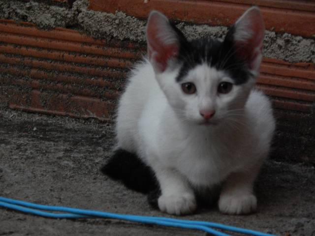 Doa-se gato macho de 3 meses