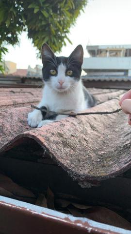 Doação de gato filhote