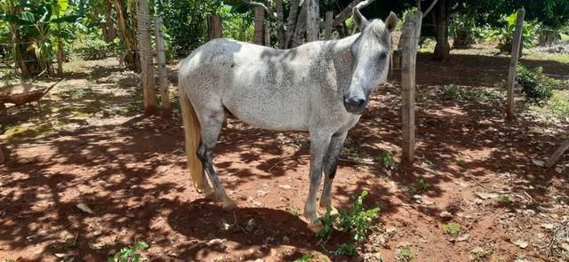 Excelente Cavalo a Venda