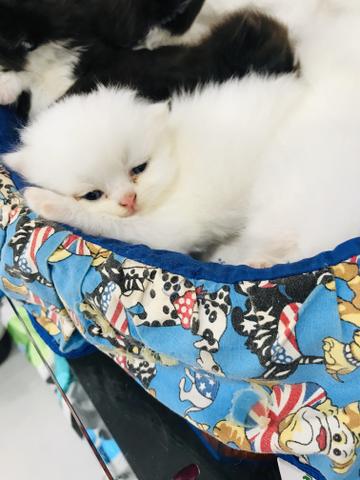 Filhotes de gato persa