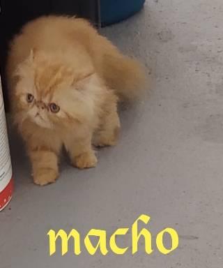 Gato persa e exótico machos