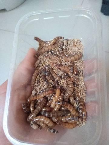 Larvas de tenébrio gigante