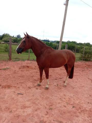 Lindo cavalo