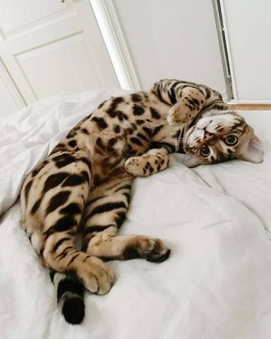Lindos filhotes de Bengal - O gato Leopardo
