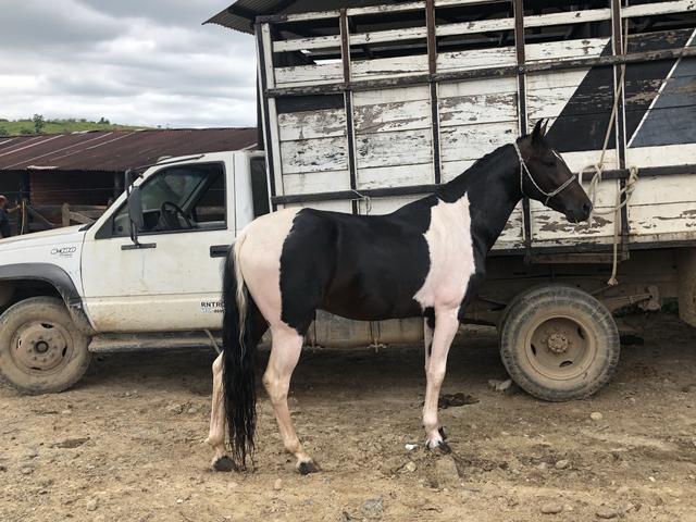 Mangalarga Marchador garanhão