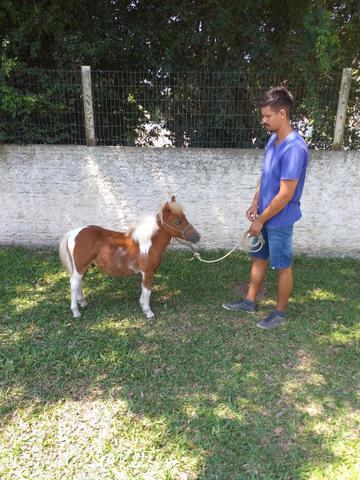 Mini ponei lindo