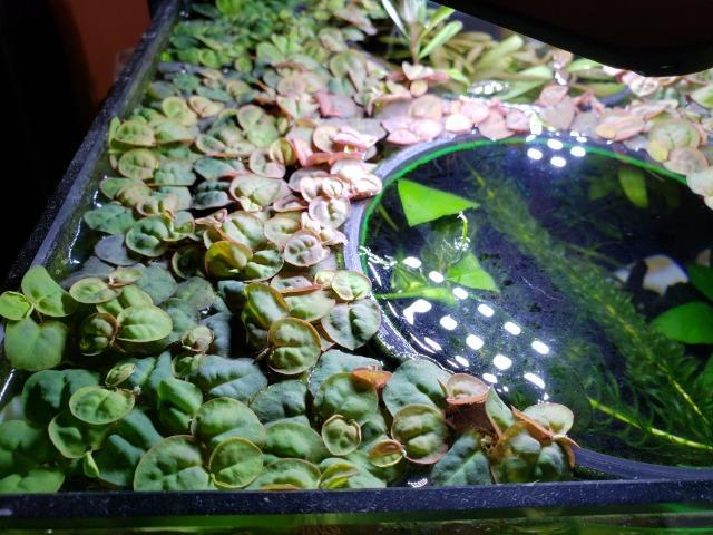 Phyllanthus Fluitans Orelha De Onça - Aquários E Lagos