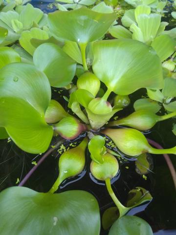 Planta Aquática - Gigoga (eichhornia crassipes)