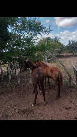 Potra mistiça com mangalarga