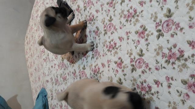Pug macho