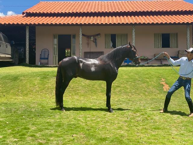 Vendo Cavalo Mangalarga Marchador