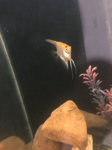 Vendo aquário 130 litros