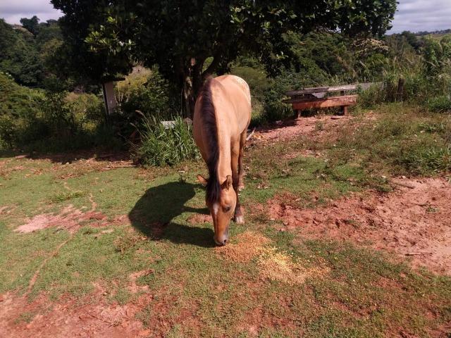 Vendo cavalo e duas éguas