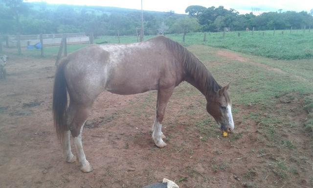 gua Appaloosa Laço