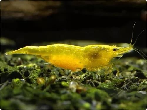 Camarão Neocaridina Yellow (10 Unidades)