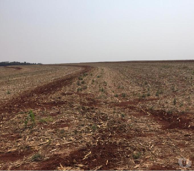 LINDA FAZENDA DE SOJA COM 256 ALQUEIRES EM BANDEIRANTES PR