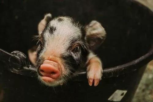 Mini Pig