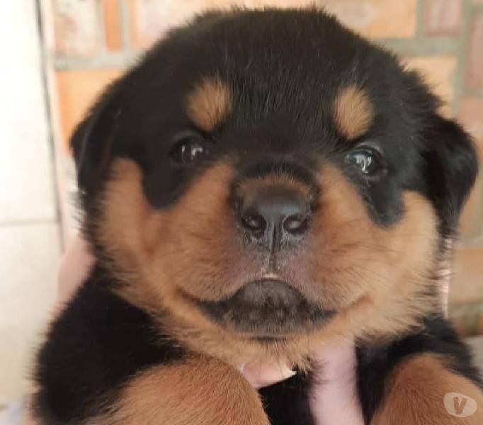 Rottweiler Filhotes cabeça de Touro