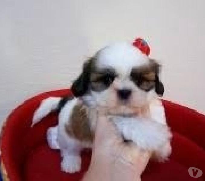 Shihtzu mini Lindos filhotes