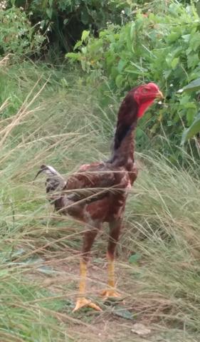 Frango índio gigante crista bola