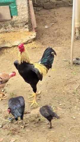 Galo lindo