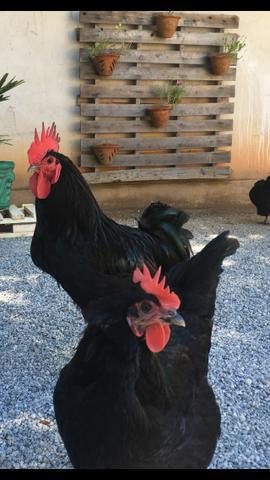 Ovos férteis de galinhas de raça pura