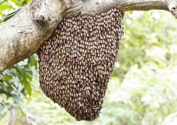 Retiro Enxame de abelha Africana grátis