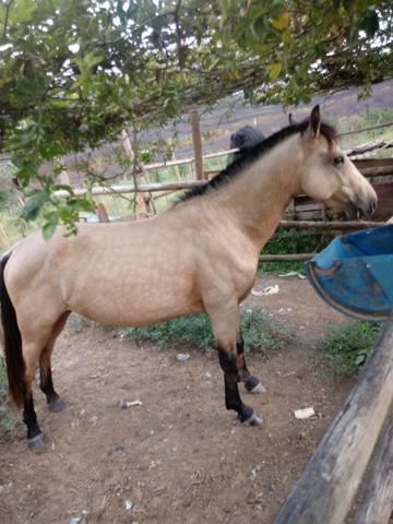 Vendo cavalo muito bom e manso