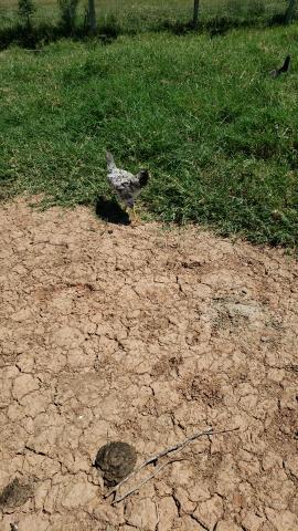 Vendo galinha caipira