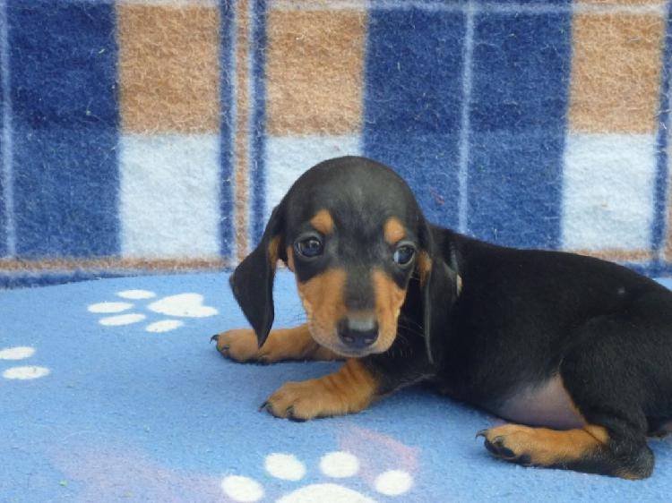 DACHSHUND ANÃO CURTO PRETO E C