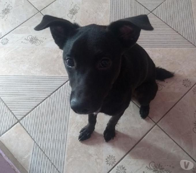 Doa-se um cachorro por nome de nanuque