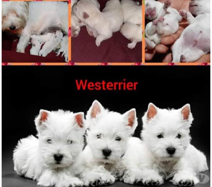 Filhotes de west terrier