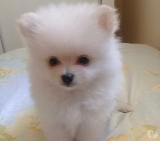 Maravilhos fêmea de Lulu da pomerania anazinha branca