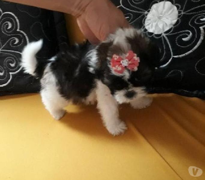 Micro shih tzu fêmeas 6x Sjuros entregamos a domicílio