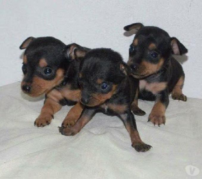 Pinscher filhotes maravilhosos