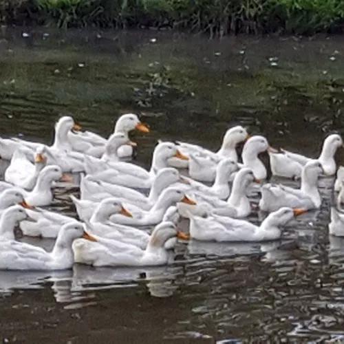 Ovos Férteis De Marreco Pequim Com Frete E