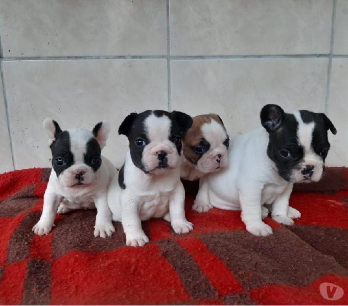 Buldogue Francês