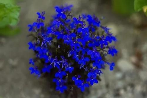 Flores Lobelia + Ficoide + Onze Horas Frete Gratis Kit