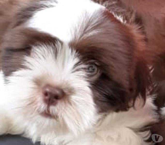 Lindo Lhasa Apso