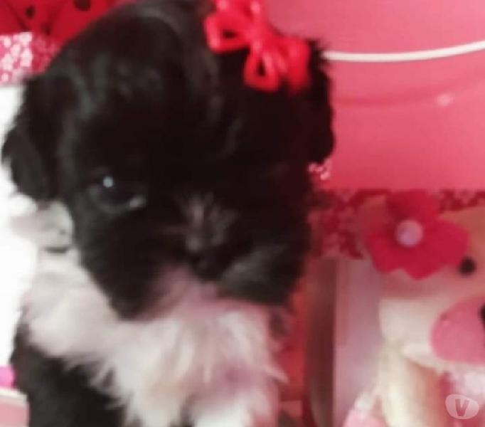 ShihTzu mini