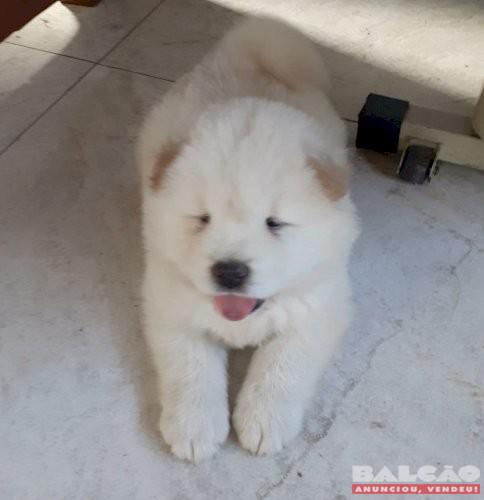 Vendo Chow Chow Branco