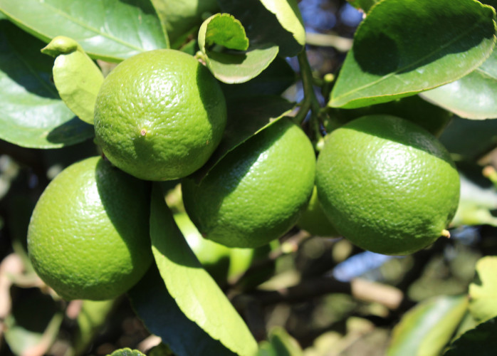 Mudas de Limão Taiti Produzindo em Goiânia