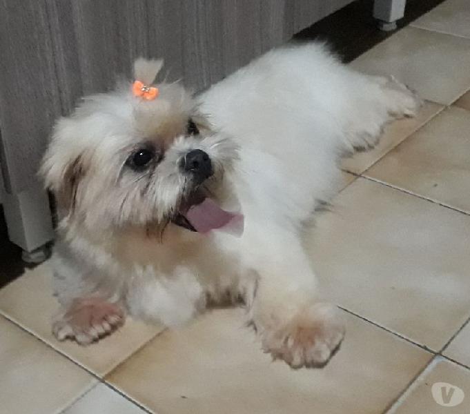 SHIH TZU PORTE PEQUENO, LINDA FÊMEA ADULTA