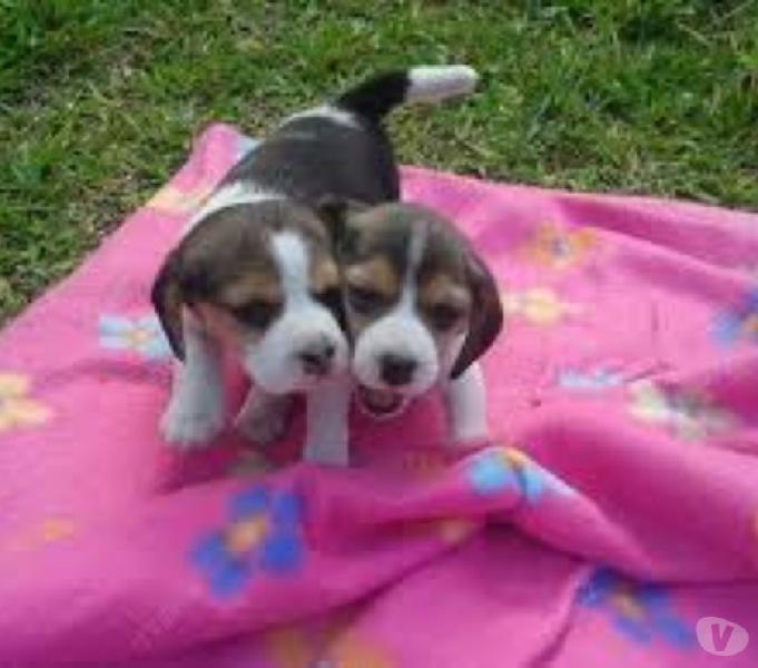 Beagle mini excelentes filhotes